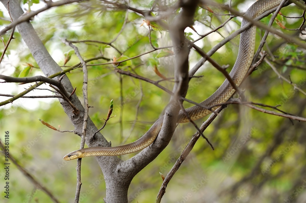Fototapeta premium Aesculapian snake on green tree 