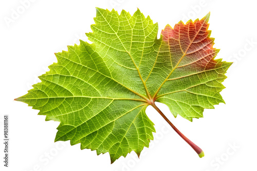 Grape leaf with green and red hues isolated on transparent background