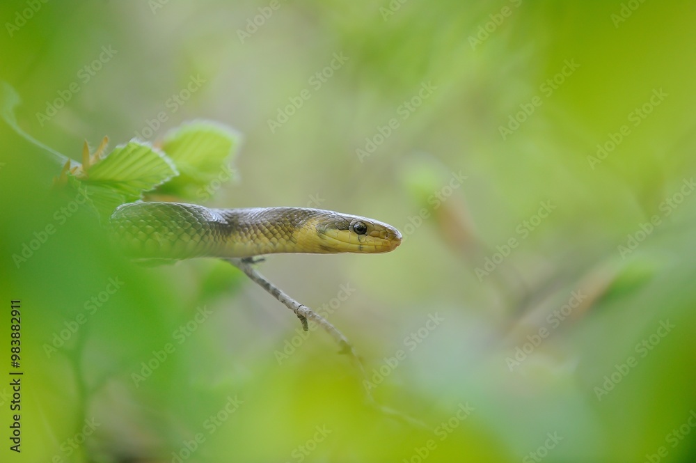 Aesculapian snake on green tree Aesculapian snake on green tree