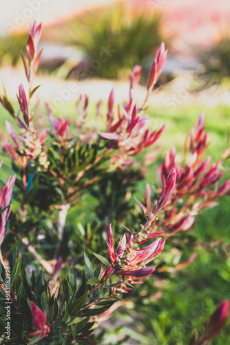 callistemon plant with red leaves, shot at shallow depth of field