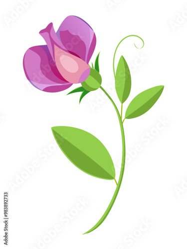 Elegant Sweet Pea Flower Illustration - Soft Pink and Red Petals with Lush Green Leaves, Ideal for Romantic and Spring Themes, Sweet Pea Flower vector Illustration, Sweet Pea vector Illustration