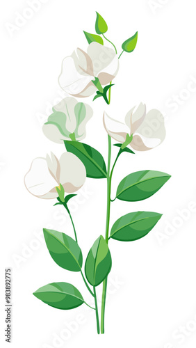 Elegant Sweet Pea Flower Illustration - Soft Pink and Red Petals with Lush Green Leaves, Ideal for Romantic and Spring Themes, Sweet Pea Flower vector Illustration, Sweet Pea vector Illustration