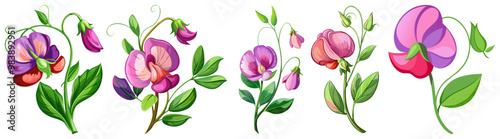 Elegant Sweet Pea Flower Illustration - Soft Pink and Red Petals with Lush Green Leaves, Ideal for Romantic and Spring Themes, Sweet Pea Flower vector Illustration, Sweet Pea vector Illustration