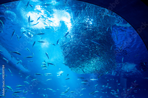 イワシボール　水族館　大水槽
