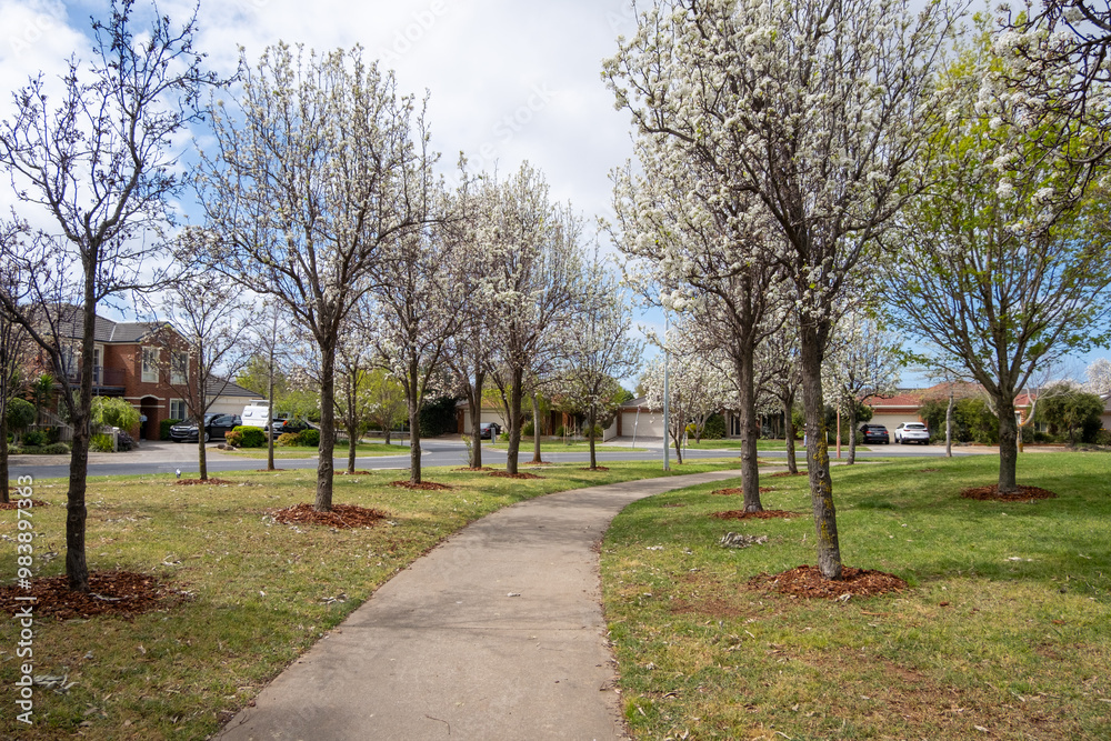 Fototapeta premium A tree-lined pathway winds through a residential park with ornamental pear trees in full bloom of white flowers. A beautiful and comfortable public parkland in a suburban neighborhood of Australia