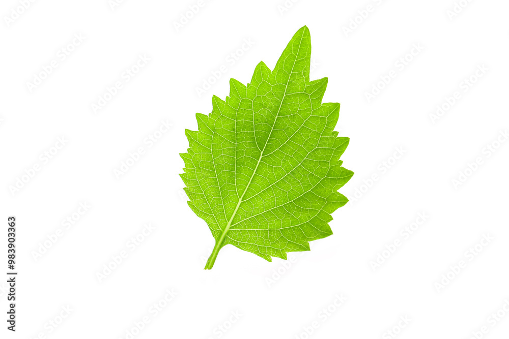 flowers and leaves of green shiso isolated on a white background flowers and leaves of green shiso isolated on a white background