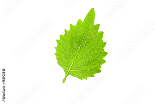 flowers and leaves of green shiso isolated on a white background