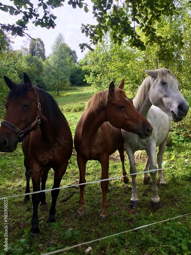 Horses in a meadow