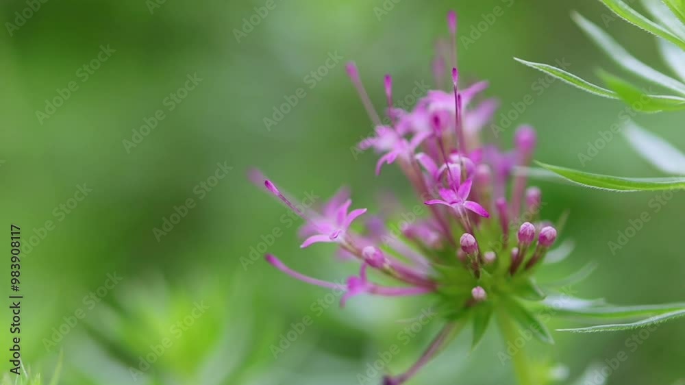 beautiful soft pink flowers, pretty flowers of Phuopsis stylosa, blooming Phuopsis stylosa blows gently beautiful soft pink flowers, pretty flowers of Phuopsis stylosa, blooming Phuopsis stylosa blows gently