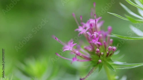 beautiful soft pink flowers, pretty flowers of Phuopsis stylosa, blooming Phuopsis stylosa blows gently photo