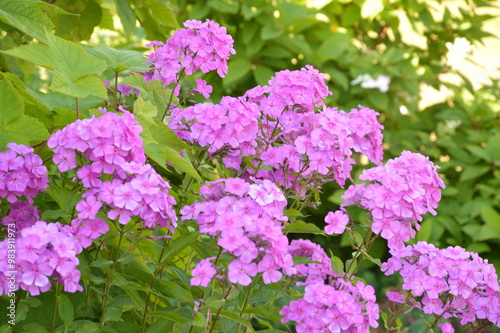 pink flowers in the garden