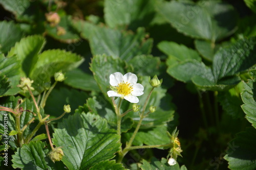 white flower in the garden цветок земляники