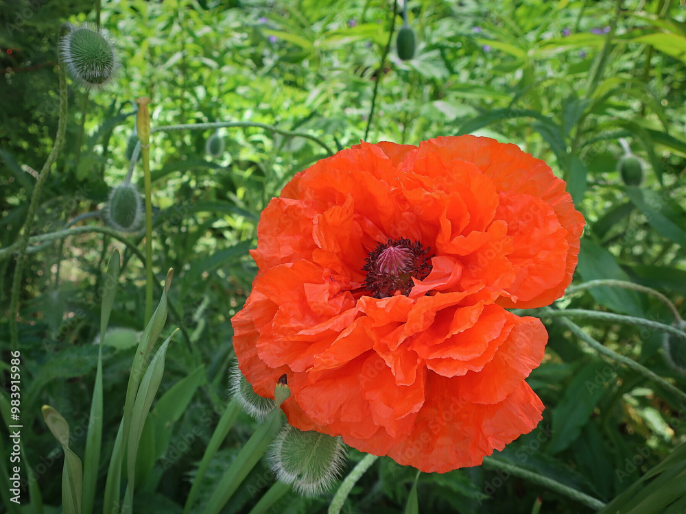 Big bright poppies in a pretty spring garden. Big red double Oriental poppies, old Finnish cultivar Olympia, growing in a garden in spring, closeup with selective focus Big bright poppies in a pretty spring garden. Big red double Oriental poppies, old Finnish cultivar Olympia, growing in a garden in spring, closeup with selective focus