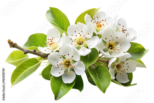 Blooming pear tree branch with white flowers isolated on transparent background