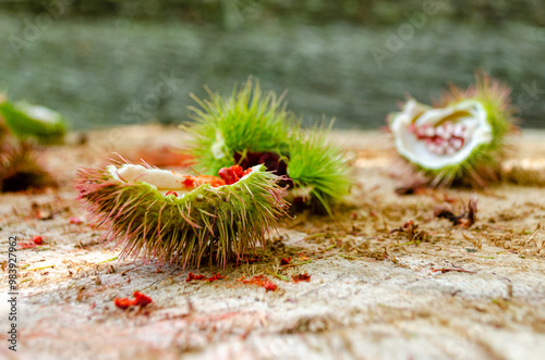 leftover achiote fruit