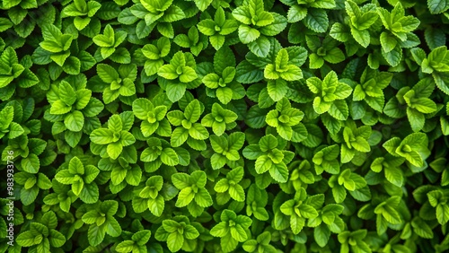 Wallpaper Mural Small green leaves texture background with beautiful pattern. Clean environment. Ornamental plant in the garden. Eco wall. Organic natural background. Many leaves reduce dust in the air. Torontodigital.ca