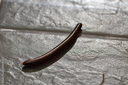 Desmoxytes purpurosea in Thailand. Macro photo of a centipede photo