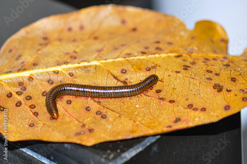 Desmoxytes purpurosea in Thailand. Macro photo of a centipede photo