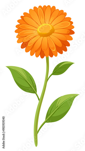  Vibrant Calendula Flower Vector Illustration - Bright Orange Blooms with Lush Green Foliage, Perfect for Herbal and Medicinal Themes, Calendula Vector Illustration, Calendula Illustration