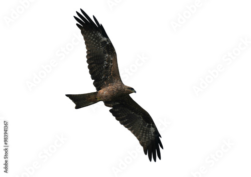 Black Kite (Milvus migrans) Flying Isolated on a Transparent Background PNG