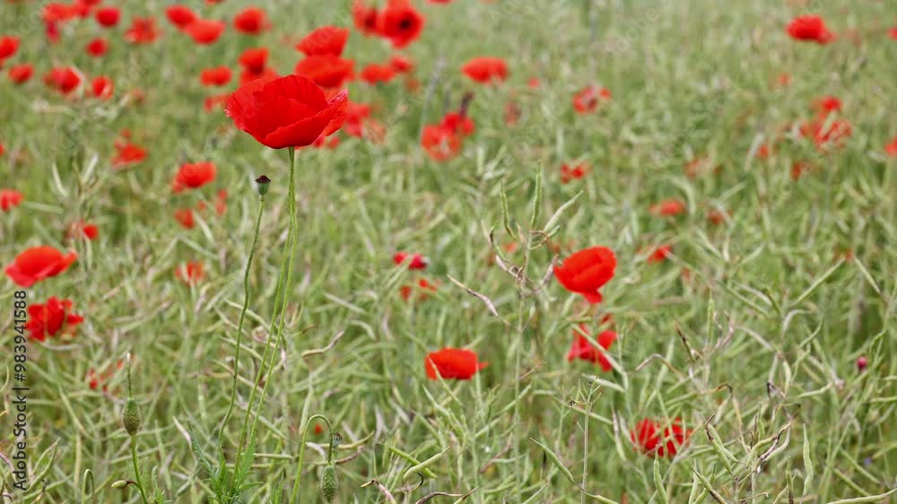 Gently swaying red poppies dot a field of rapeseed, as insects buzz around, pollinating the flowers. Gently swaying red poppies dot a field of rapeseed, as insects buzz around, pollinating the flowers.