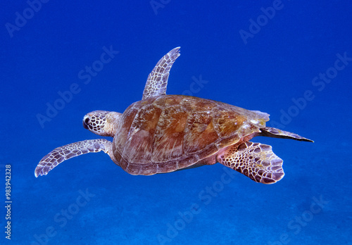 A Green Turtle swimming Boracay Island Philippines