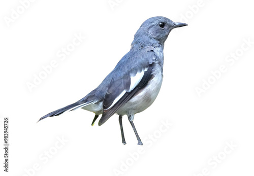 Oriental Magpie-Robin (Copsychus saularis) Isolated on a Transparent Background PNG