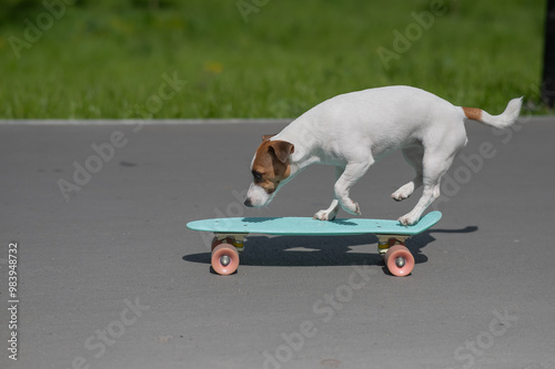 Jack Russell Terrier dog rides a penny board in the park.  photo