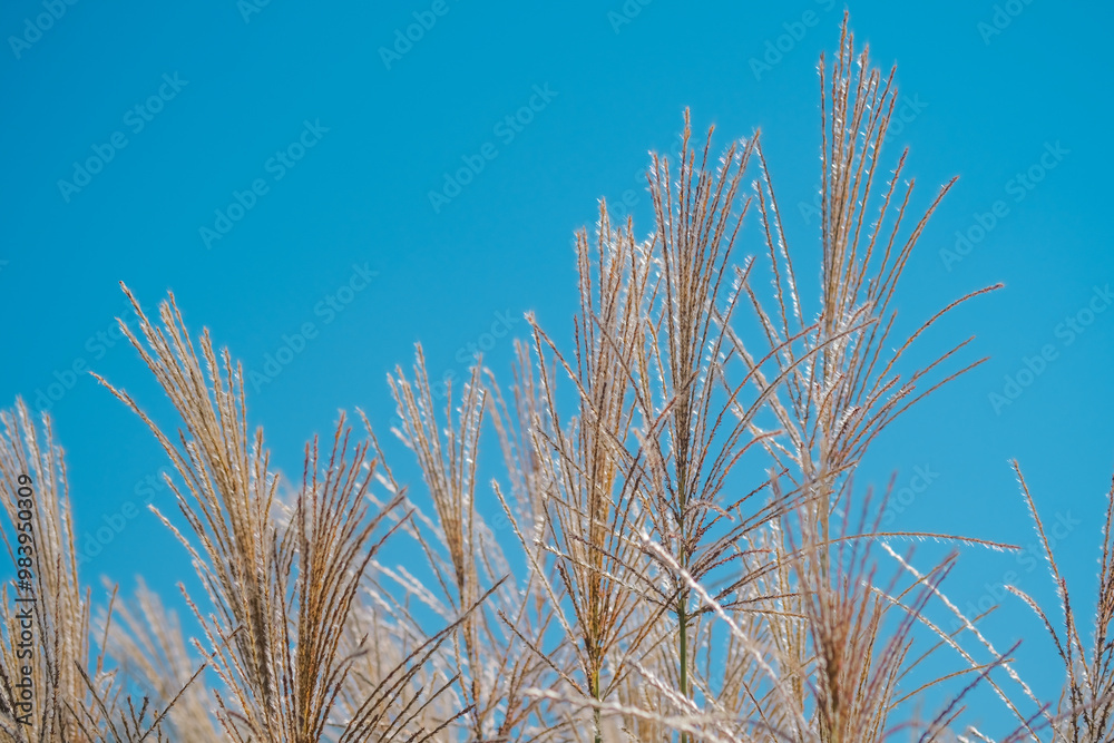 Frost-covered grass sways gently under the clear blue sky in early morning light Frost-covered grass sways gently under the clear blue sky in early morning light