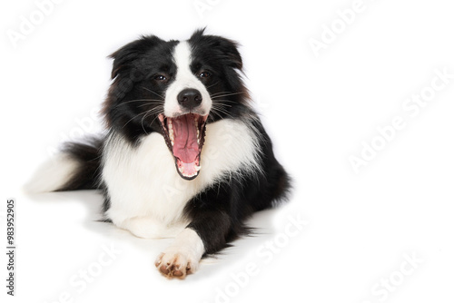 Young border collie dog yawns on white background