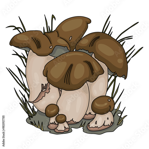 Penny Bun Mushrooms Illustration. Edible mushrooms Boletus Edulis. Cartoon Style on White Background