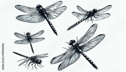 Vector dragonfly Set illustration in old Engraving drawing style