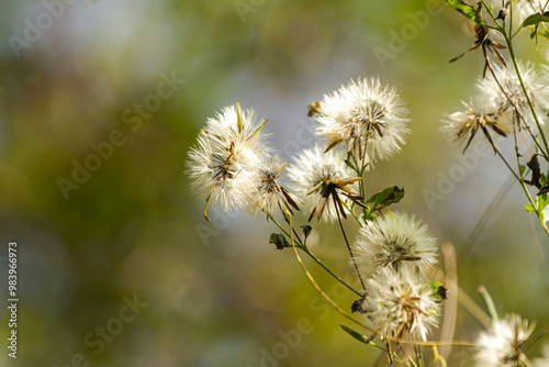 thistle in the wind photo