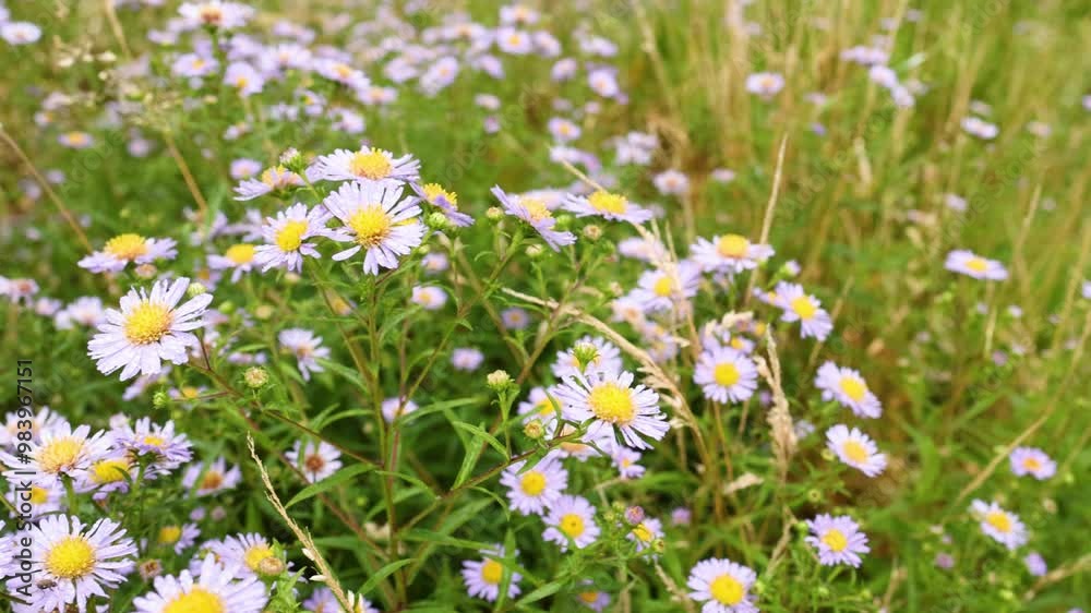 Wildflowers in Dunkeld, Scotland Wildflowers in Dunkeld, Scotland