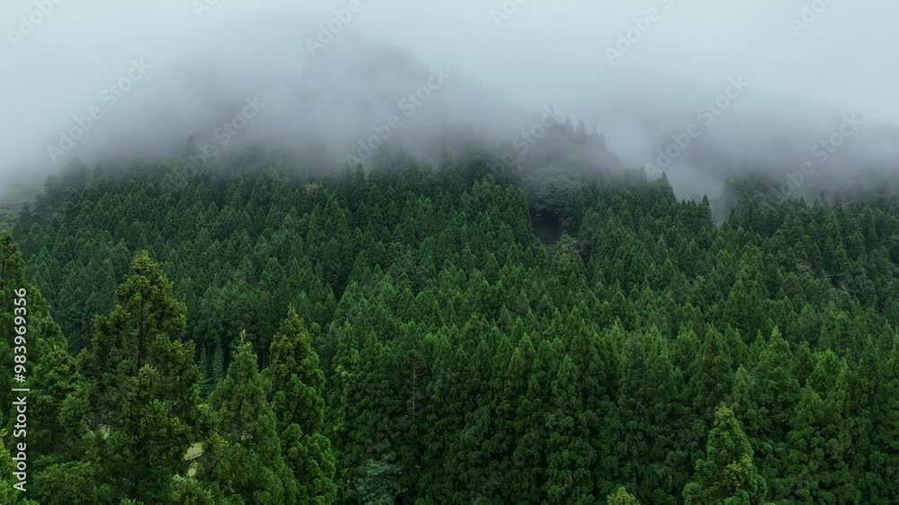 朝霧に包まれた山 雨に濡れた森林 空撮 風景 朝霧に包まれた山 雨に濡れた森林 空撮 風景