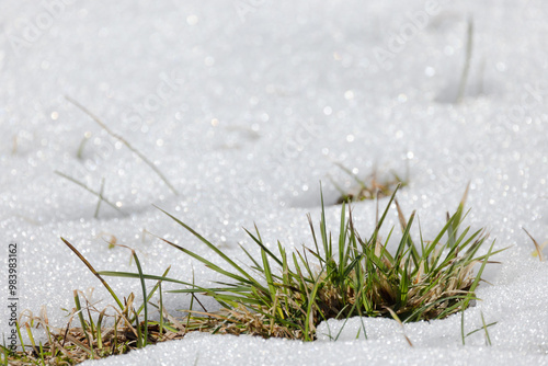 Green grass covered with fresh white snow. Early frost photo