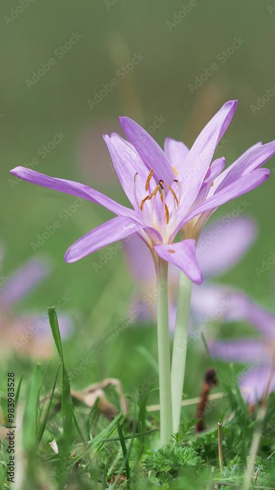 Flower of autumn crocus on a meadow, Colchicum autumnale Flower of autumn crocus on a meadow, Colchicum autumnale