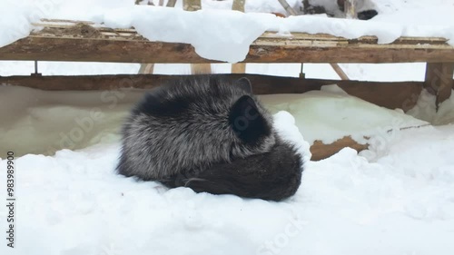 Cute fox on snow in winter season at Zao fox village, Miyagi prefecture, Japan. landmark and popular for tourists attraction near Sendai, Tohoku region, Japan. Travel and Vacation concept photo