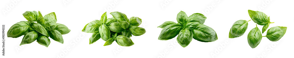 Set, collection of Fresh basil leaves isolated on transparent background. Set, collection of Fresh basil leaves isolated on transparent background.