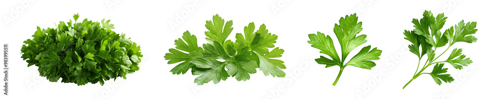 Set, collection of Fresh parsley leaves close-up isolated on transparent background. Set, collection of Fresh parsley leaves close-up isolated on transparent background.