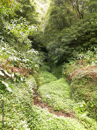 Tropical forest of Sao Miguel Island. Azores. photo