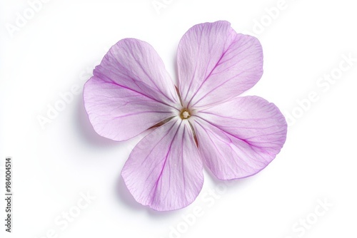 A delicate and detailed creeping phlox petal seen from above,