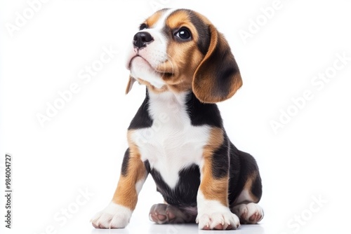 Beagle puppy sitting on white background, isolate,