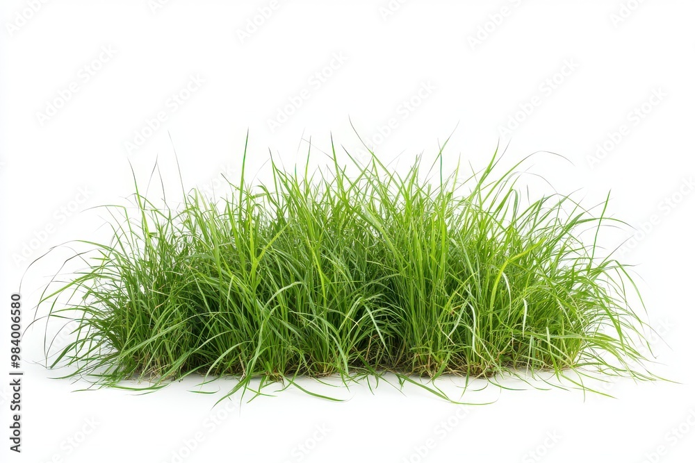 A group of green grass tufts with long, narrow blades, isolated on a white background A group of green grass tufts with long, narrow blades, isolated on a white background