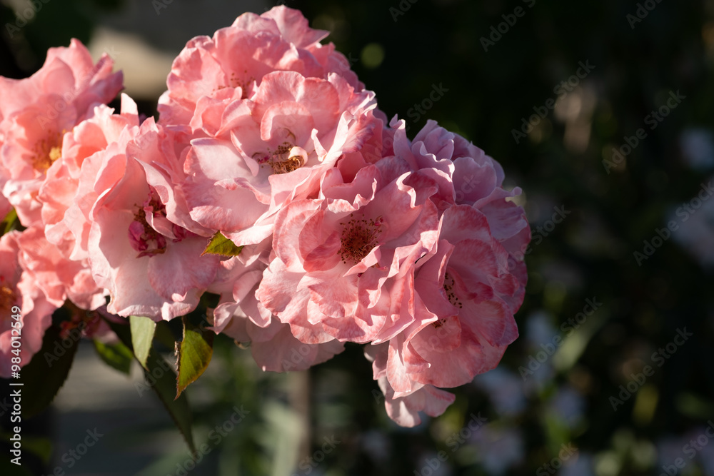 Fototapeta premium Fiori di rosa in piena fioritura