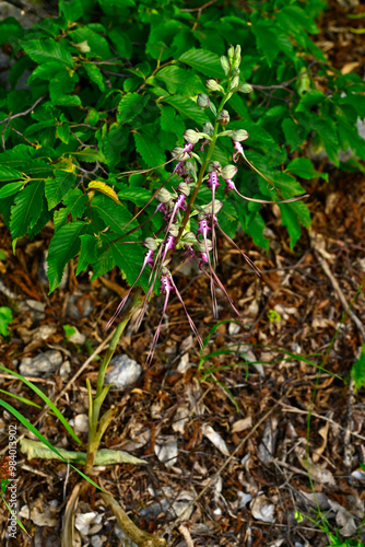 Gespornte Riemenzunge, Östliche riemenzunge // Spurred Himantoglossum, eastern lizard orchid (Himantoglossum calcaratum) - Montenegro photo