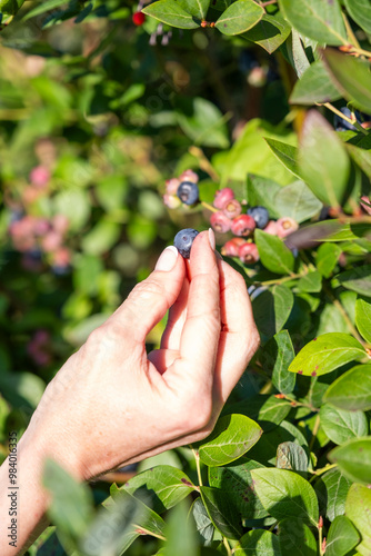 A hand picking fruit in a blueberry plant in a sunny day.
