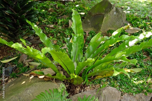 Kadaka or Asplenium nidus (Bird's Nest Fern) in a lush garden setting. Ideal for gardening blogs, plant care guides, and botanical studies. Perfect for nature, horticulture, and landscaping content. photo
