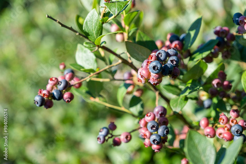 A blueberry plant in a sunny day.