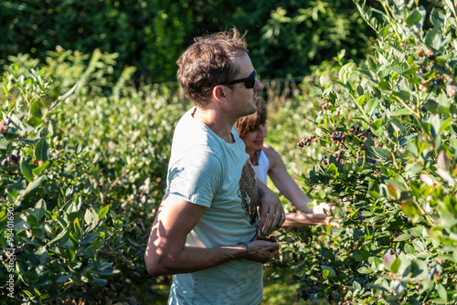 A sunny day picking blueberries